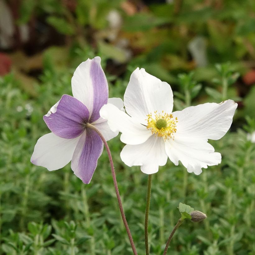Anemone Wild Swan - Japanese Anemone (Flowering)