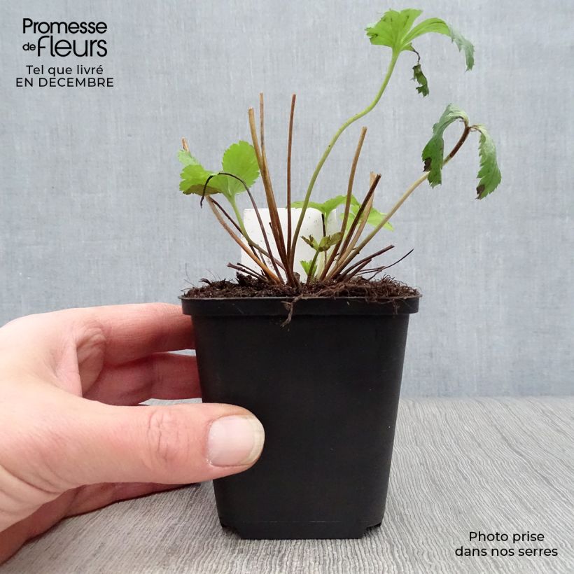 Anemone Wild Swan - Japanese Anemone 8/9 cm pot sample as delivered in winter