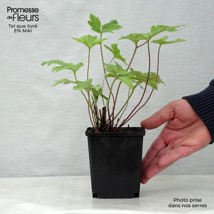 Anemone Wild Swan - Japanese Anemone 8/9 cm pot sample as delivered in spring