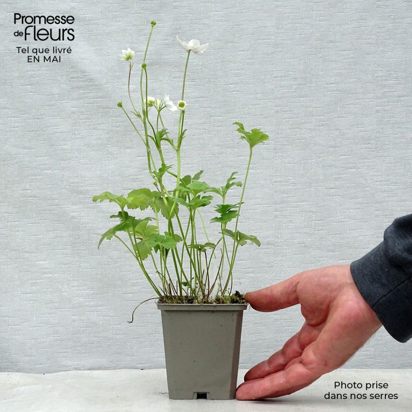 Anemone leveillei 8/9 cm pot sample as delivered in spring