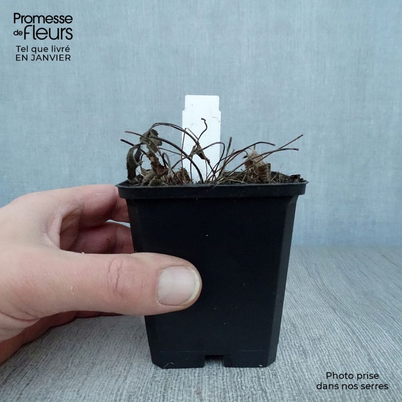 Anemone leveillei 8/9 cm pot sample as delivered in winter