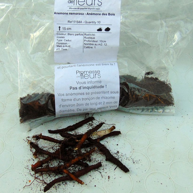 Example of Anemone nemorosa Bulb size I specimen as delivered