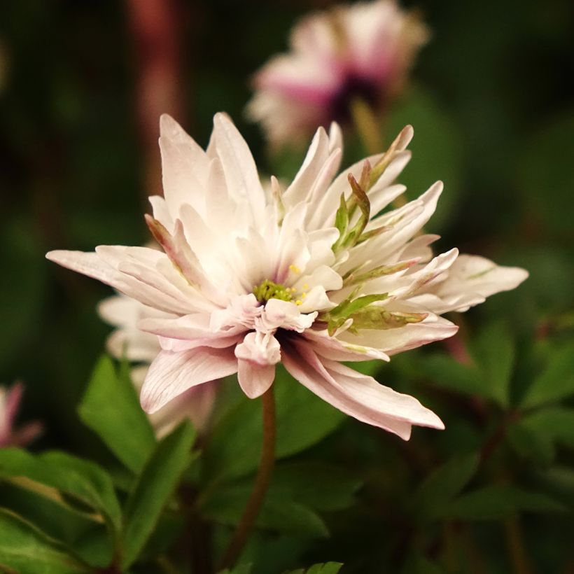 Anemone nemorosa Blue Eyes (Flowering)
