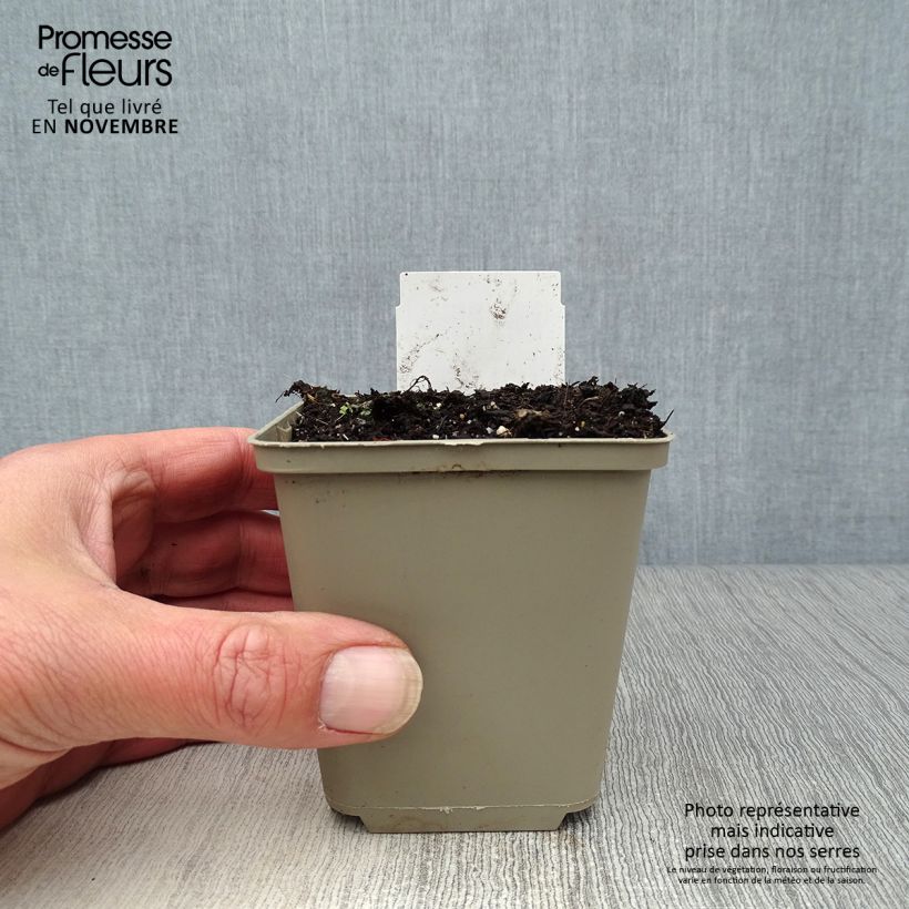 Anemone nemorosa 8/9 cm pot sample as delivered in autumn