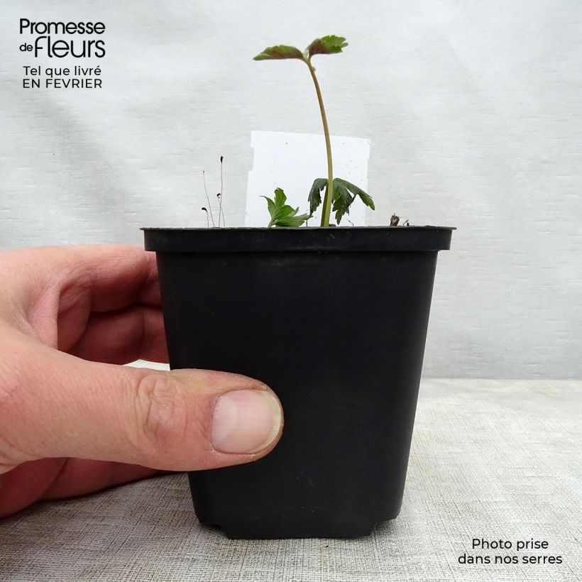 Anemone nemorosa 8/9 cm pot sample as delivered in winter