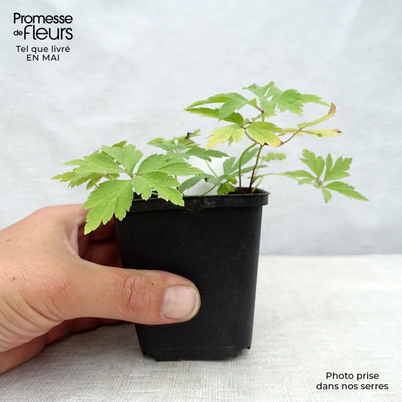 Anemone nemorosa 8/9 cm pot sample as delivered in spring