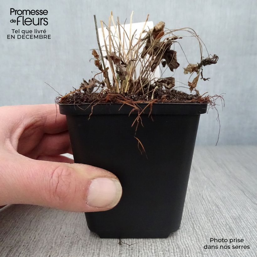 Anemone sylvestris 8/9 cm pot sample as delivered in winter