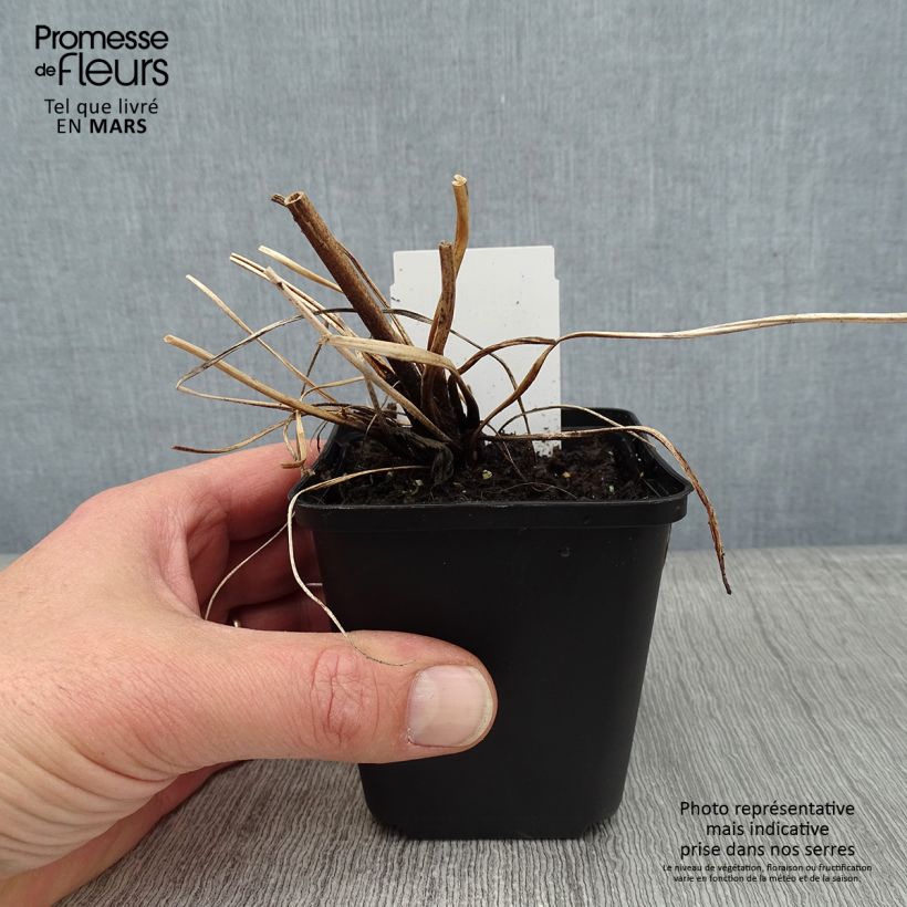 Anemone tomentosa Albadura 8/9 cm pot sample as delivered in winter