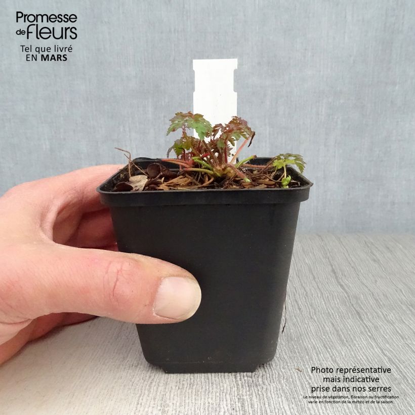 Anemonella thalictroides 8/9 cm pot sample as delivered in spring