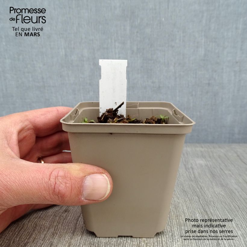 Anemonella thalictroides 8/9 cm pot sample as delivered in winter