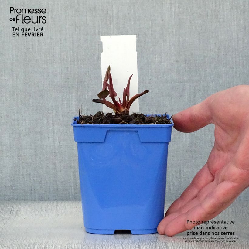 Anemopsis californica 8/9 cm pot sample as delivered in winter