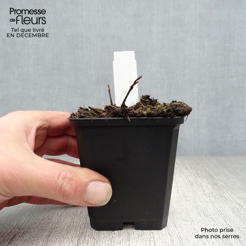 Angelica gigas 8/9 cm pot sample as delivered in winter