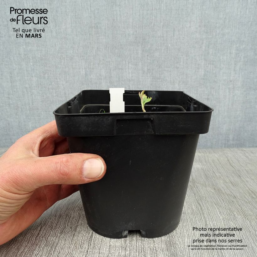 Angelica gigas 2L/3L pot sample as delivered in winter