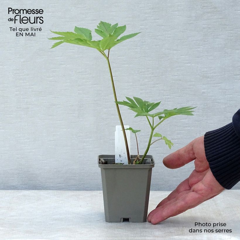 Angelica gigas 8/9 cm pot sample as delivered in spring