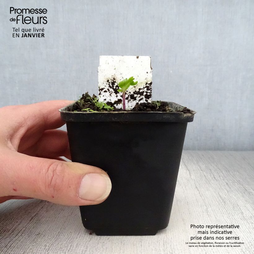 Angelica pachycarpa 8/9 cm pot sample as delivered in winter