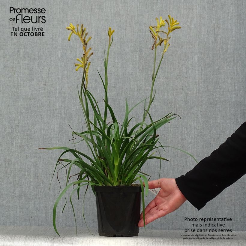Anigozanthos flavidus Bush Bonanza 2L/3L pot sample as delivered in autumn