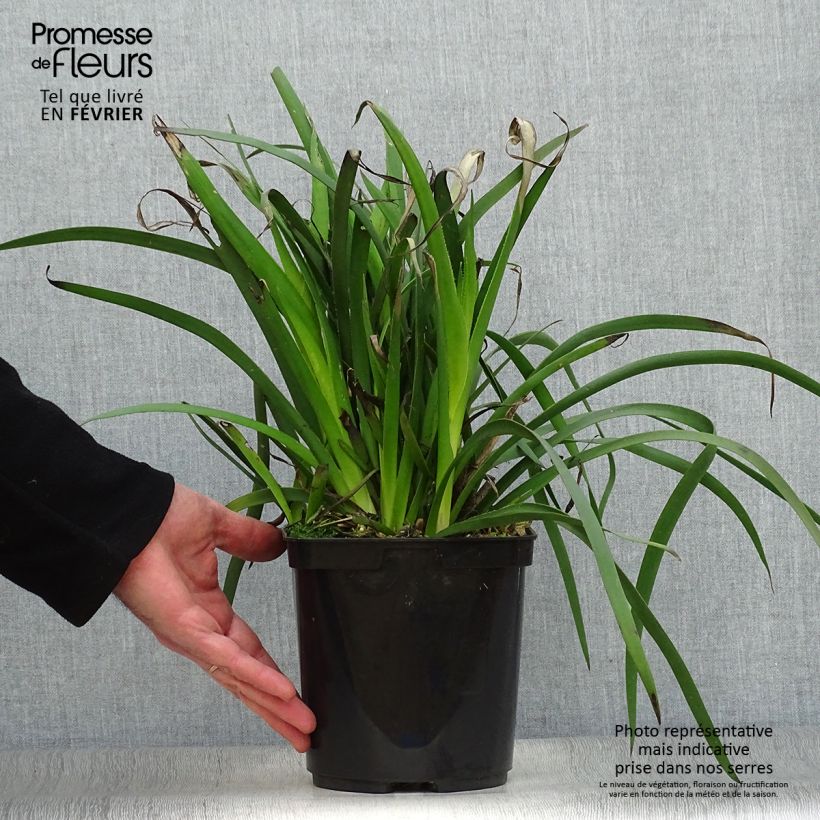 Anigozanthos flavidus Bush Bonanza 2L/3L pot sample as delivered in winter