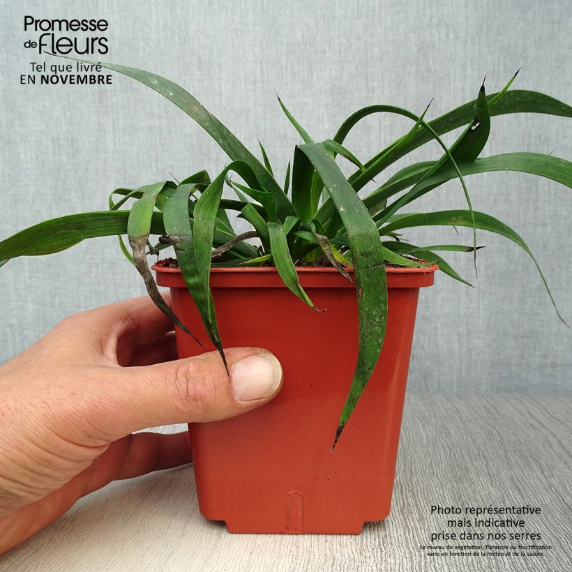 Anigozanthos flavidus Bush Inferno 1L/1.5L pot sample as delivered in autumn