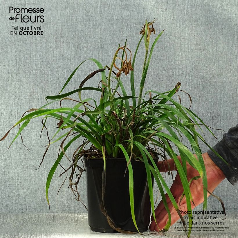 Anigozanthos flavidus Bush Inferno 3L/4L pot sample as delivered in autumn