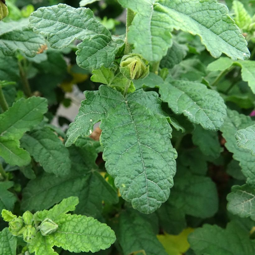 Anisodontea Cotton Candy Pink - Cape mallow (Foliage)