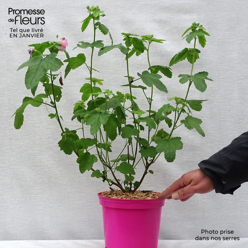 Anisodontea capensis El Rayo 1.5L/2L pot sample as delivered in winter