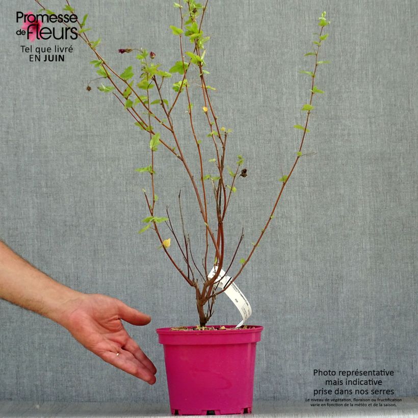 Anisodontea capensis El Rayo 3L/4L pot sample as delivered in summer