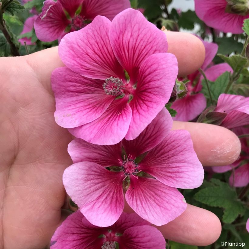 Anisodontea Carnival Lights Celebration - Cape mallow (Flowering)