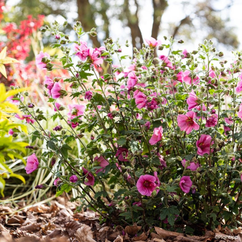 Anisodontea Carnival Lights Celebration - Cape mallow (Plant habit)