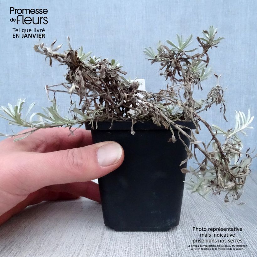 Antennaria dioica var. borealis 8/9 cm pot sample as delivered in winter