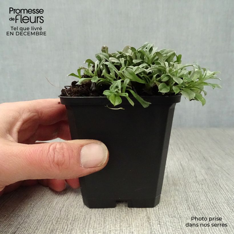 Antennaria dioica Rubra - Mountain Everlasting 8/9 cm pot sample as delivered in winter