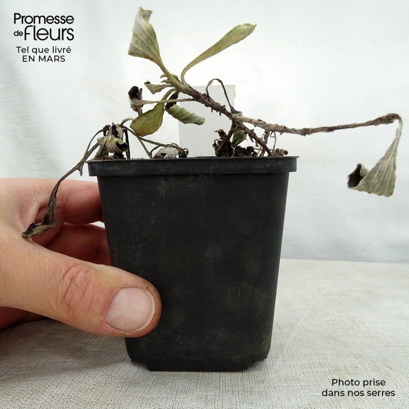 Antennaria plantaginifolia 8/9 cm pot sample as delivered in spring