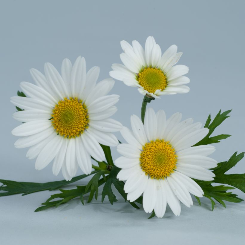 Argyranthemum frutescens Everest White - Marguerite bush (Flowering)