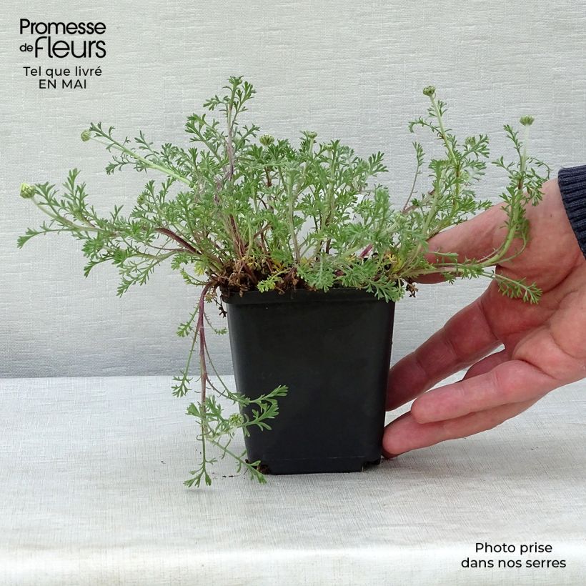 Anthemis carpatica Karpatenschnee - Marguerite 8/9 cm pot sample as delivered in spring