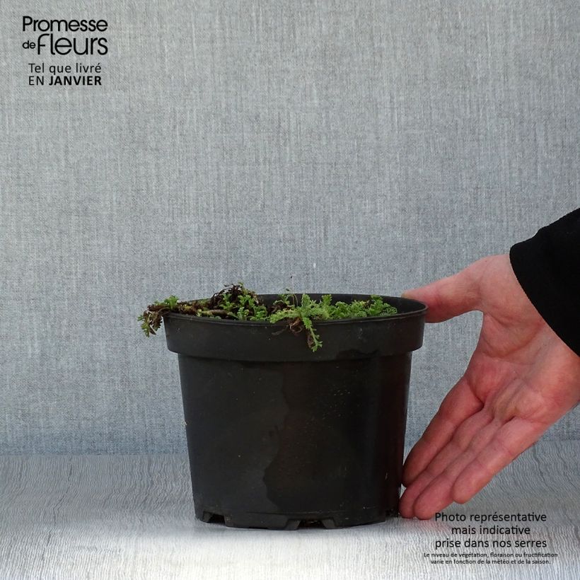 Anthemis carpatica Karpatenschnee - Marguerite 2L/3L pot sample as delivered in winter