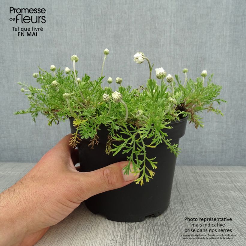 Anthemis carpatica Karpatenschnee - Marguerite 2L/3L pot sample as delivered in spring