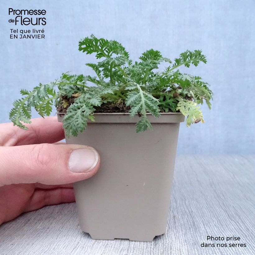 Anthemis sancti-johannis 7/8 cm pot sample as delivered in winter