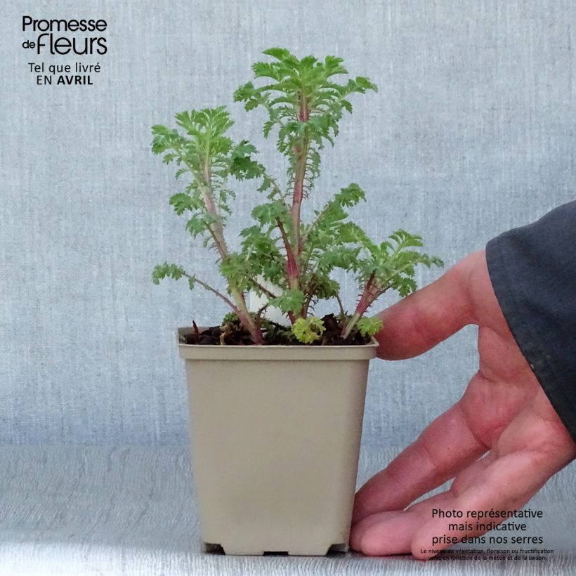 Anthemis sancti-johannis 7/8 cm pot sample as delivered in spring