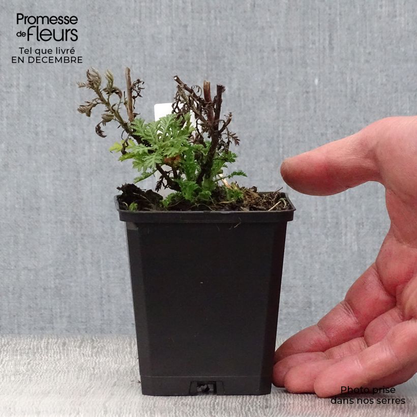 Anthemis tinctoria E.C. Buxton - Marguerite 8/9 cm pot sample as delivered in winter