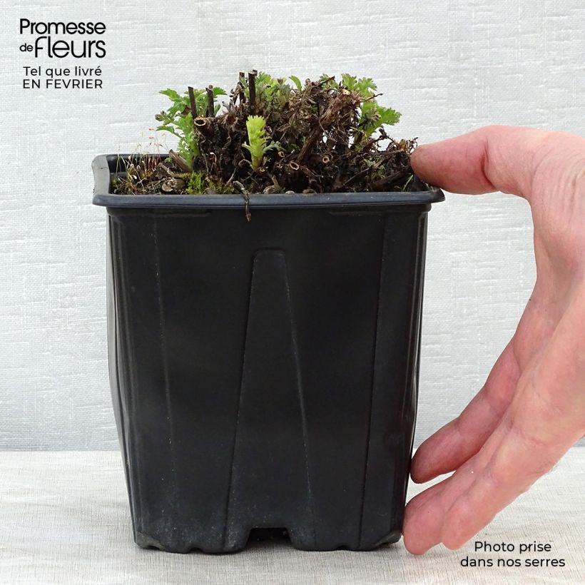 Anthemis tinctoria E.C. Buxton - Marguerite 2L/3L pot sample as delivered in winter