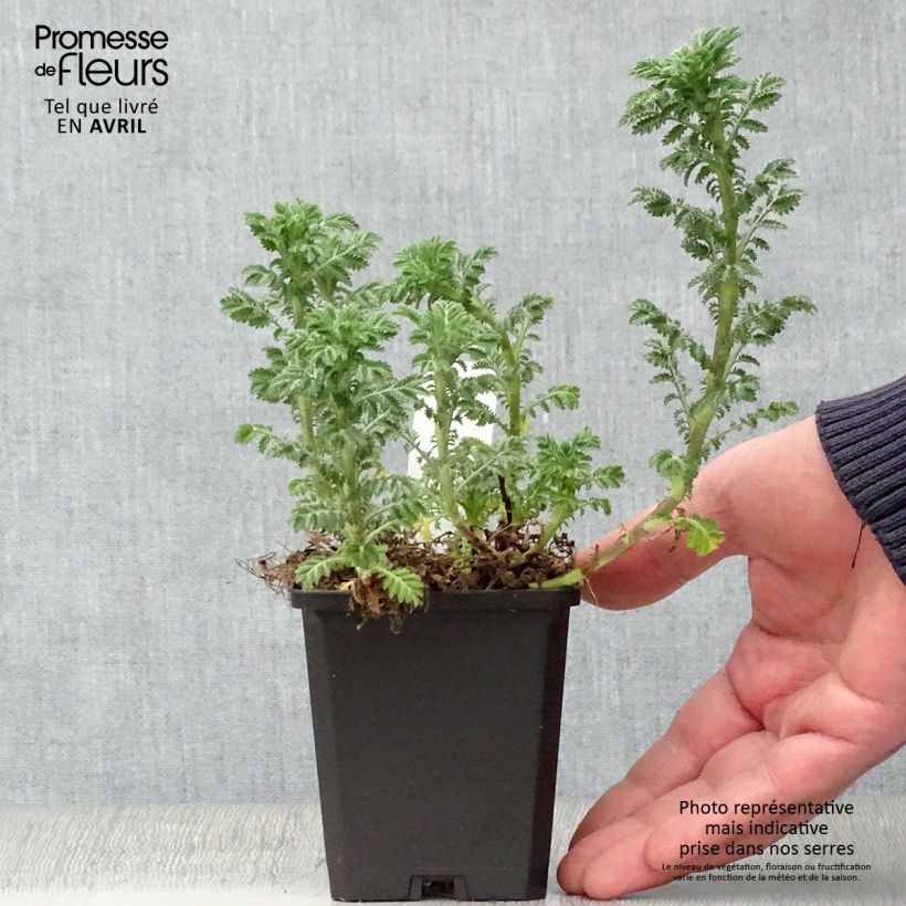 Anthemis tinctoria E.C. Buxton - Marguerite 8/9 cm pot sample as delivered in spring