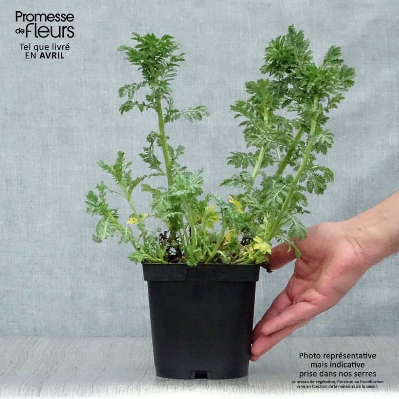 Anthemis tinctoria E.C. Buxton - Marguerite 2L/3L pot sample as delivered in spring