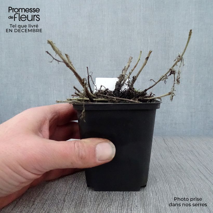 Anthemis tinctoria Sauce Hollandaise - Marguerite 8/9 cm pot sample as delivered in winter