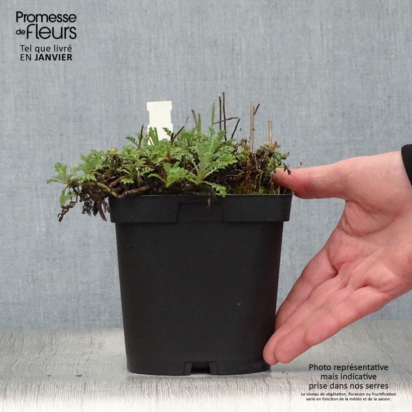 Anthemis tinctoria Sauce Hollandaise - Marguerite 2L/3L pot sample as delivered in winter