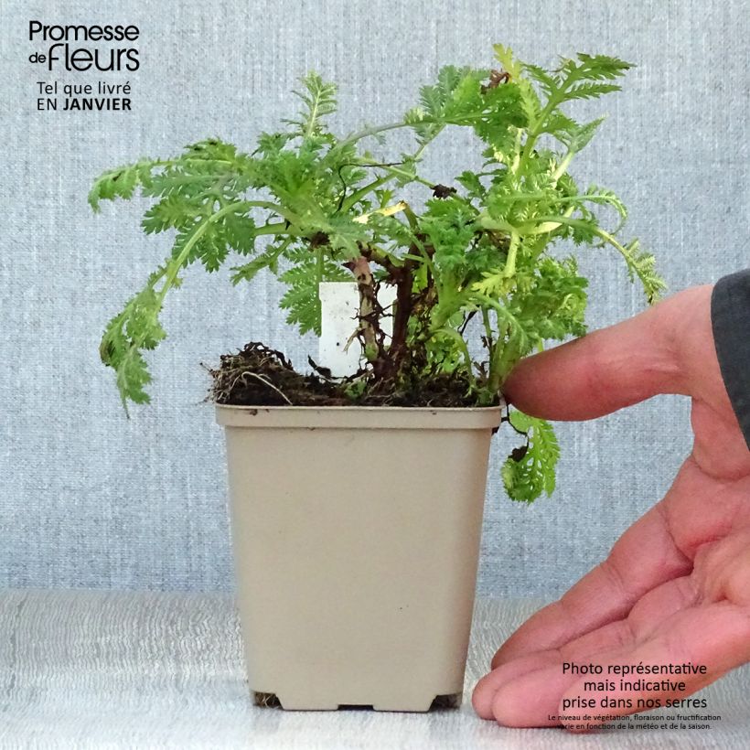 Anthemis tinctoria Wargrave Variety - Marguerite 8/9 cm pot sample as delivered in winter