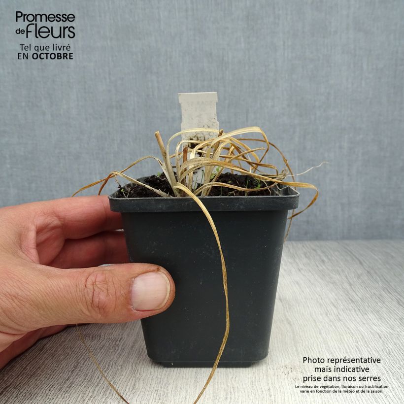 Anthericum ramosum 8/9 cm pot sample as delivered in autumn