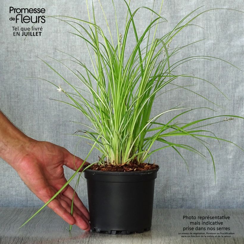 Anthericum saundersiae Starlight 1.5L/2L pot sample as delivered in summer