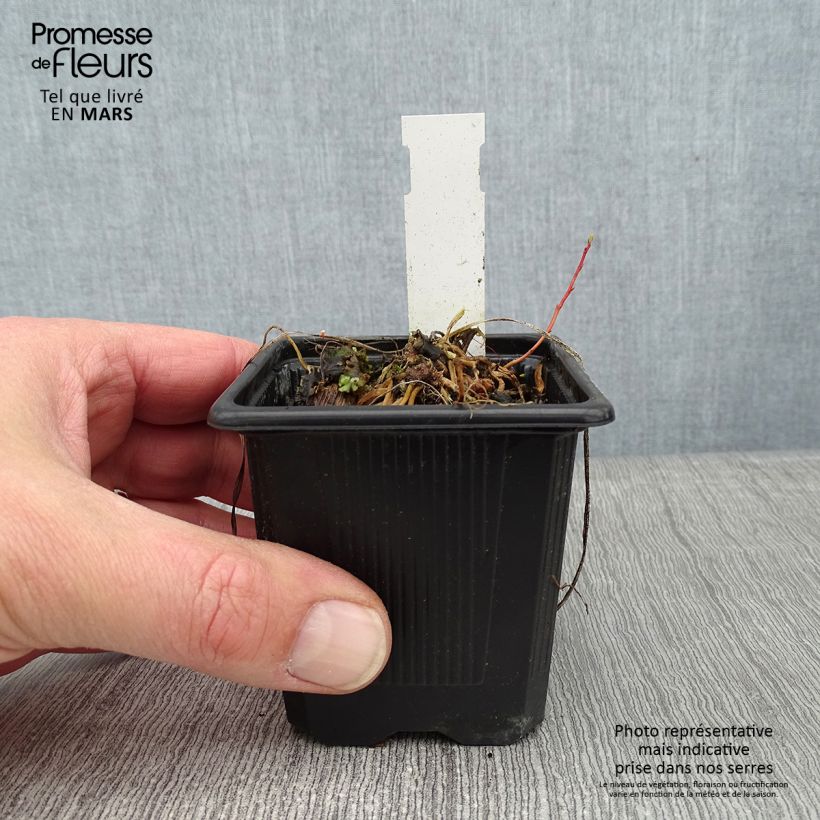 Anthericum saundersiae Starlight 8/9 cm pot sample as delivered in winter