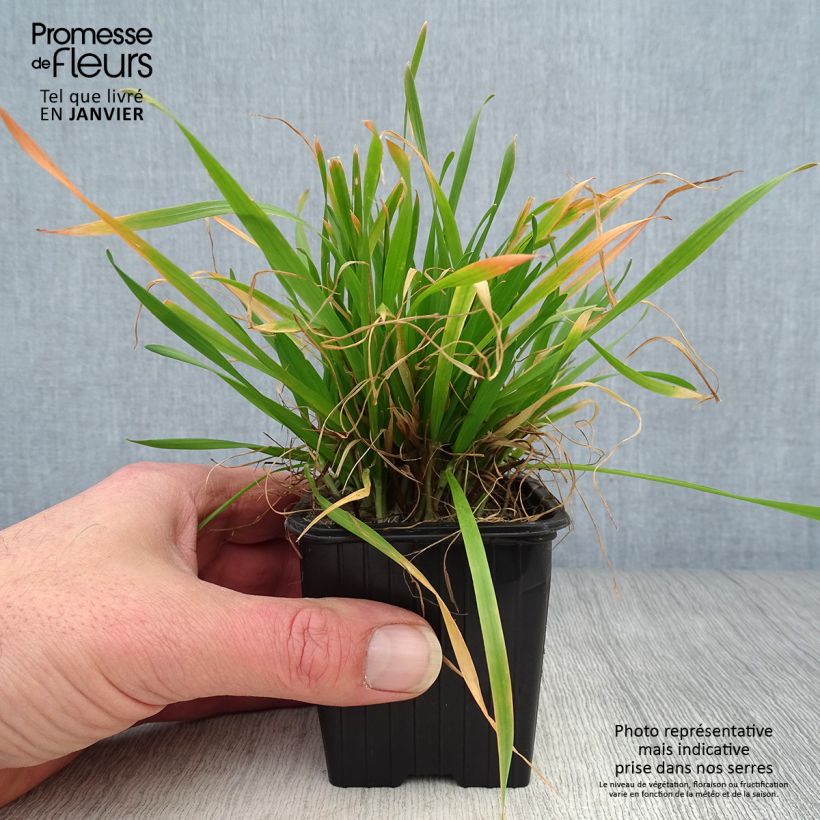 Anthoxanthum odoratum 8/9 cm pot sample as delivered in winter