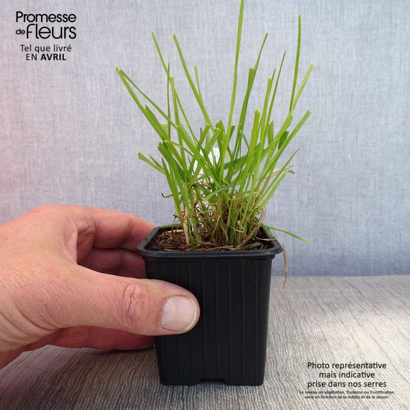 Anthoxanthum odoratum 8/9 cm pot sample as delivered in spring