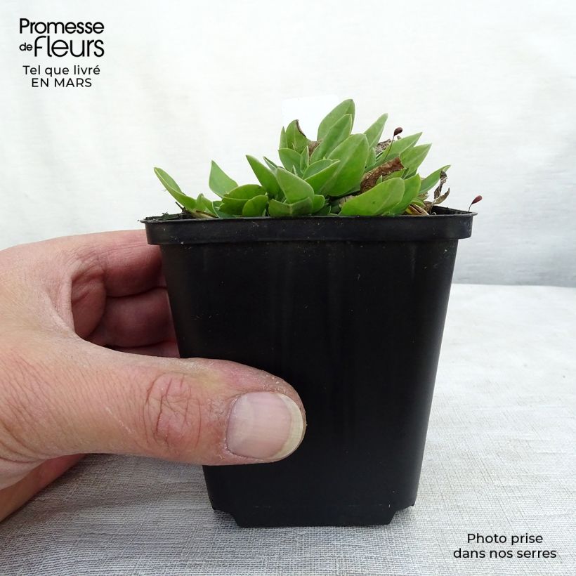 Anthyllis vulneraria 8/9 cm pot sample as delivered in spring